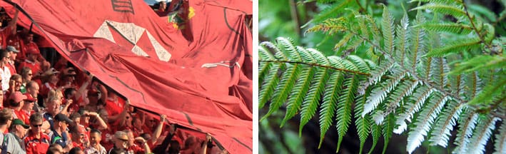 TAHI GREEN TOUR – 3 Test Tour lionsmont7